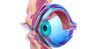 남성 눈의 해부학적 구조 3D 일러스트